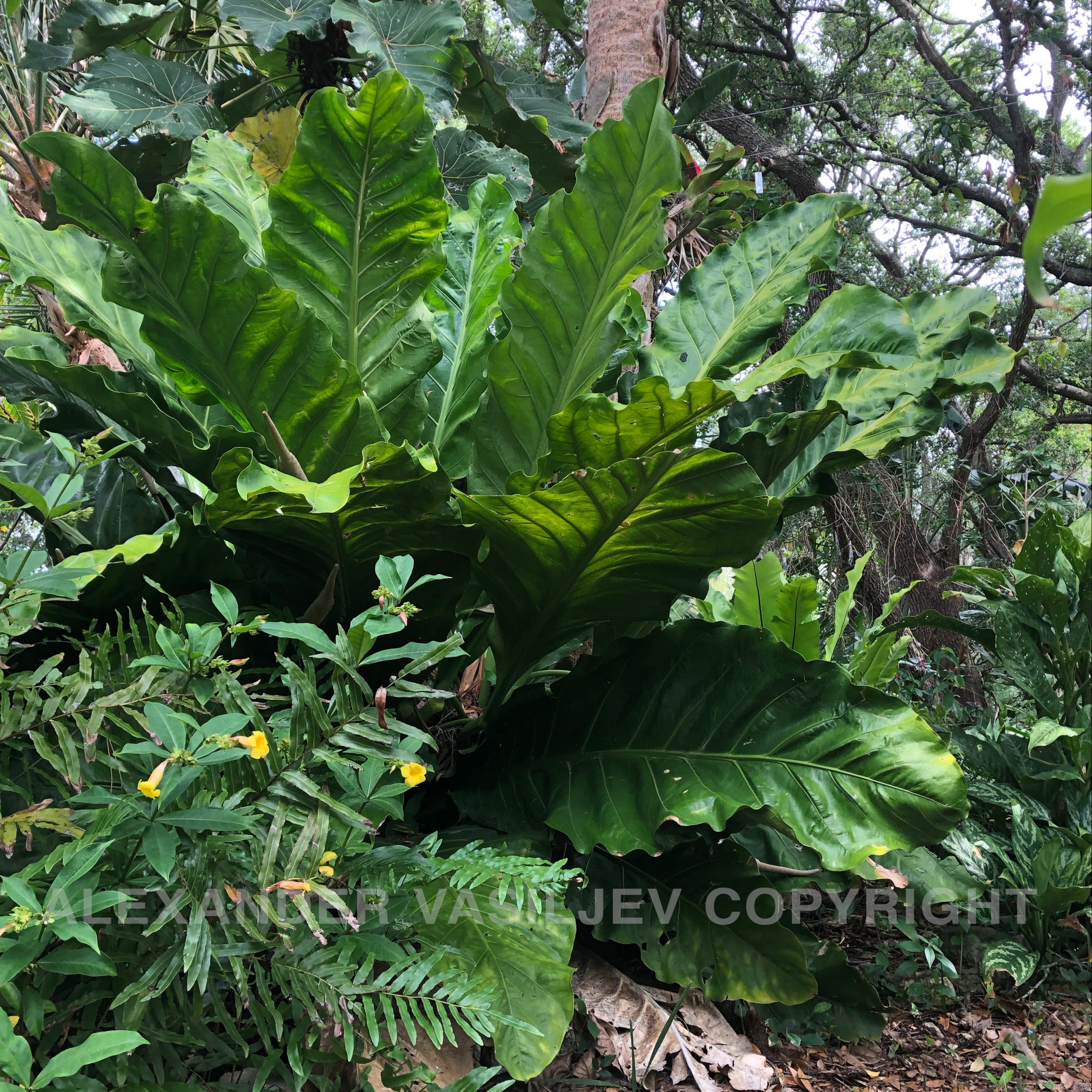 anthurium decipiens Anthurium Decipiens 100mm – Botanica Lane